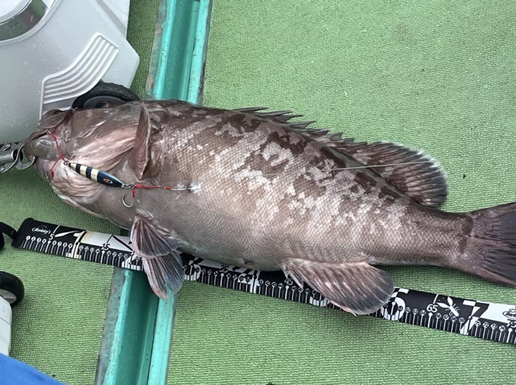 大きな魚が、釣り用のルアーをくわえたまま、巻尺の上に横たわっています。