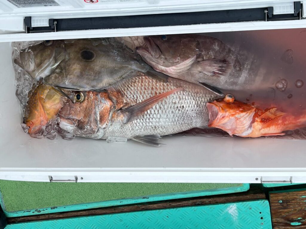 氷の上にさまざまな魚が詰まったクーラーボックス。中央には赤と銀色の鱗を持つ大きな魚が目立つように並べられ、その横には茶色と赤の色合いの小さな魚が並んでいます。