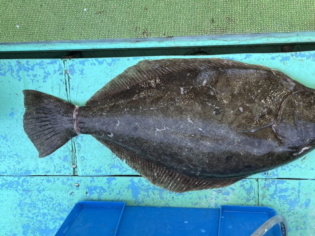 大きなヒラメが、船の甲板に横たわっています。