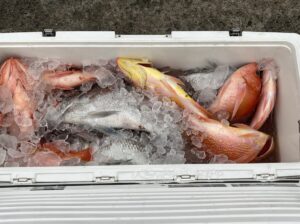 氷の上に新鮮な魚が詰まったクーラーボックス。魚の色は赤、黄、銀などさまざまです。クーラーボックスは白くて開いており、魚の間に氷が散らばっていて、魚を冷やしています。.