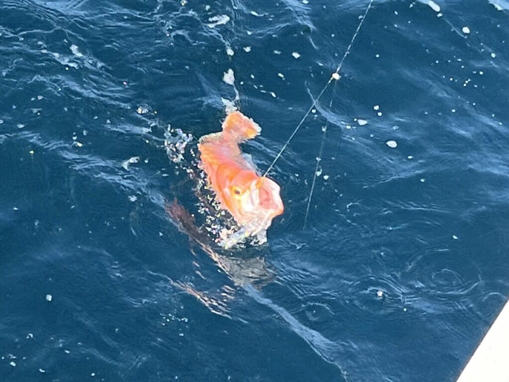 鮮やかなオレンジ色の魚が、深い青色の海水を背景に釣り糸に掛かっています。