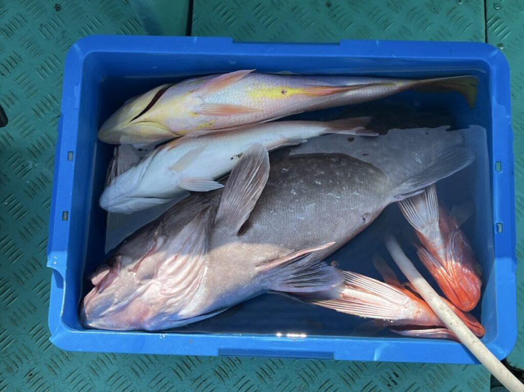 さまざまな色の大小さまざまな魚を含む、水に浸かったさまざまな魚が入った青い容器が、緑色のテクスチャのある表面に置かれています。