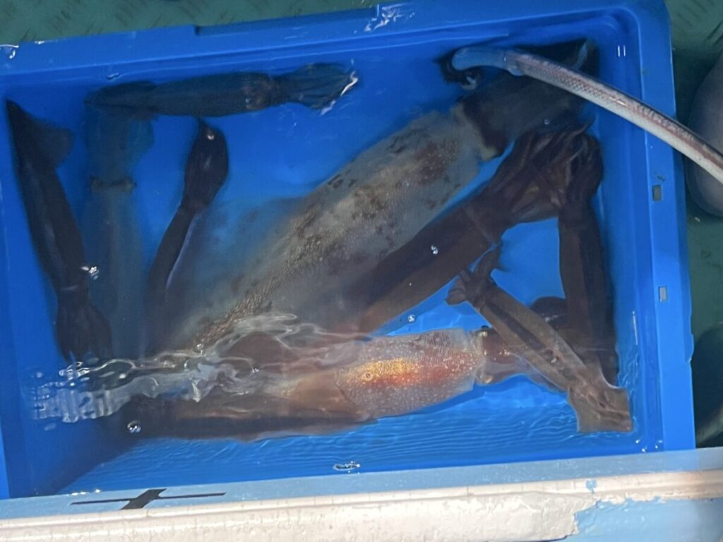 青いプラスチック容器に水が満たされ、大きな暗い色のイカが数匹入っている。一部は部分的に水に浸かっており、ホースから容器に水が供給されている。.