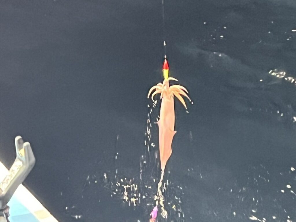 濃い青色の水面上の釣り糸にピンク色のイカがかかっており、画像の左下隅に船の一部が見えます。