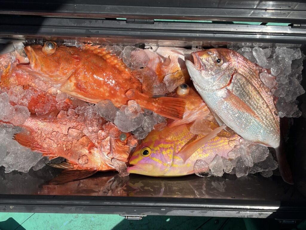 氷の上に、赤や黄色の魚など、獲れたての新鮮な魚がぎっしり詰まったクーラーボックス。