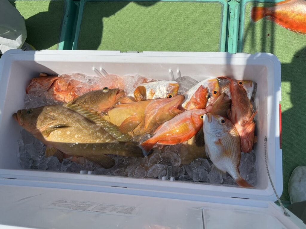 氷の入った新鮮な魚が詰まったクーラーボックスが緑色の地面に置かれ、太陽の光が魚に当たっています。.
