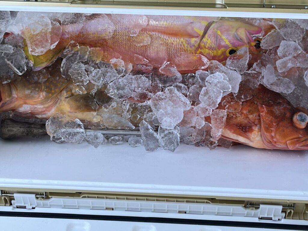 氷で満たされたクーラーボックスに、数匹の大きな魚が詰め込まれています。魚