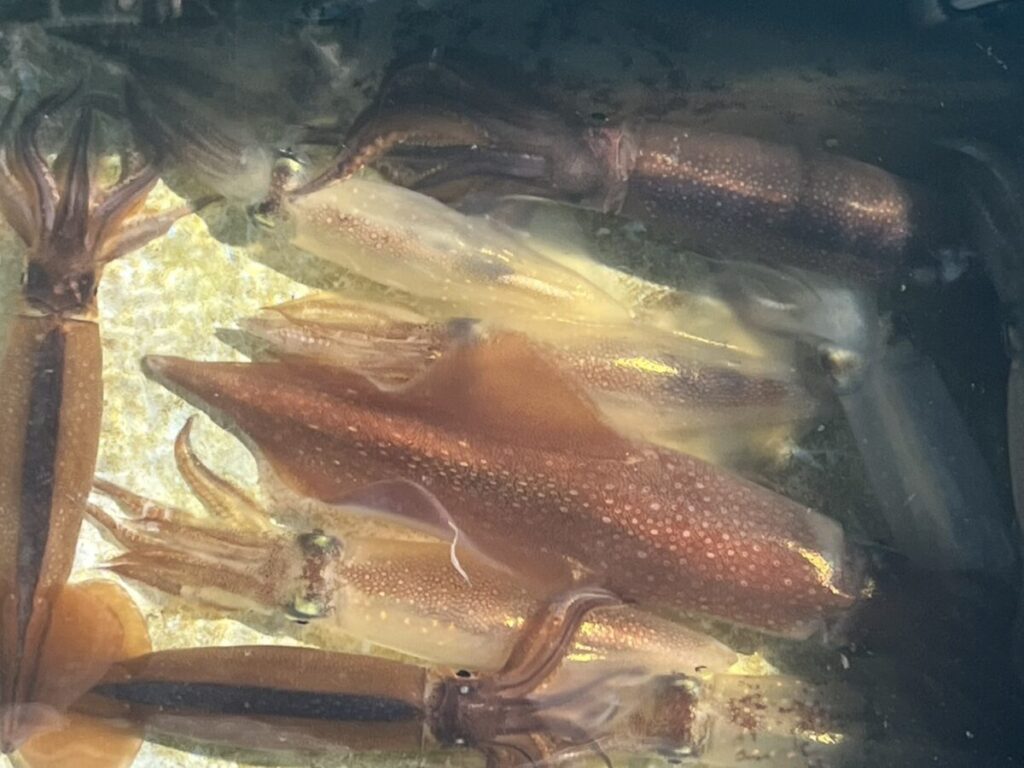 水中には、イカが数匹群れており、触手と体が見えています。照明に照らされて、斑点のある光沢のある皮膚と半透明の部分が浮かび上がっています。