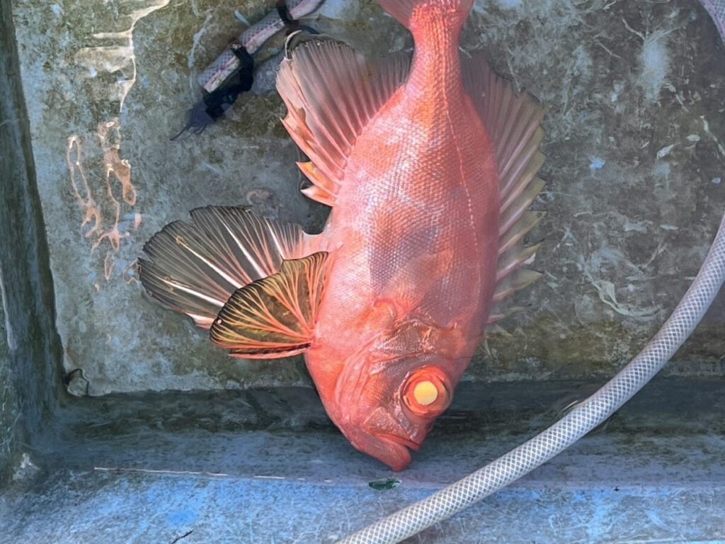 赤みがかったオレンジ色の大きな魚が、ホースと釣り道具の横にある濡れた灰色のボートかコンテナの中で横たわっています。