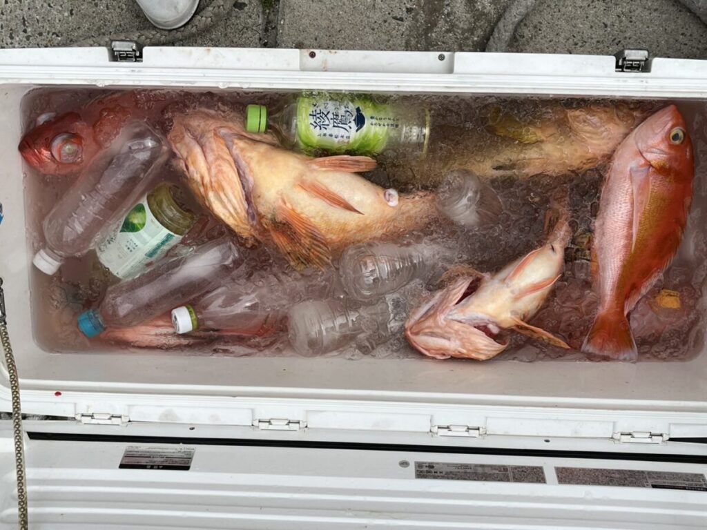 氷が詰まったクーラーボックス、数匹の大きな赤みがかった魚。