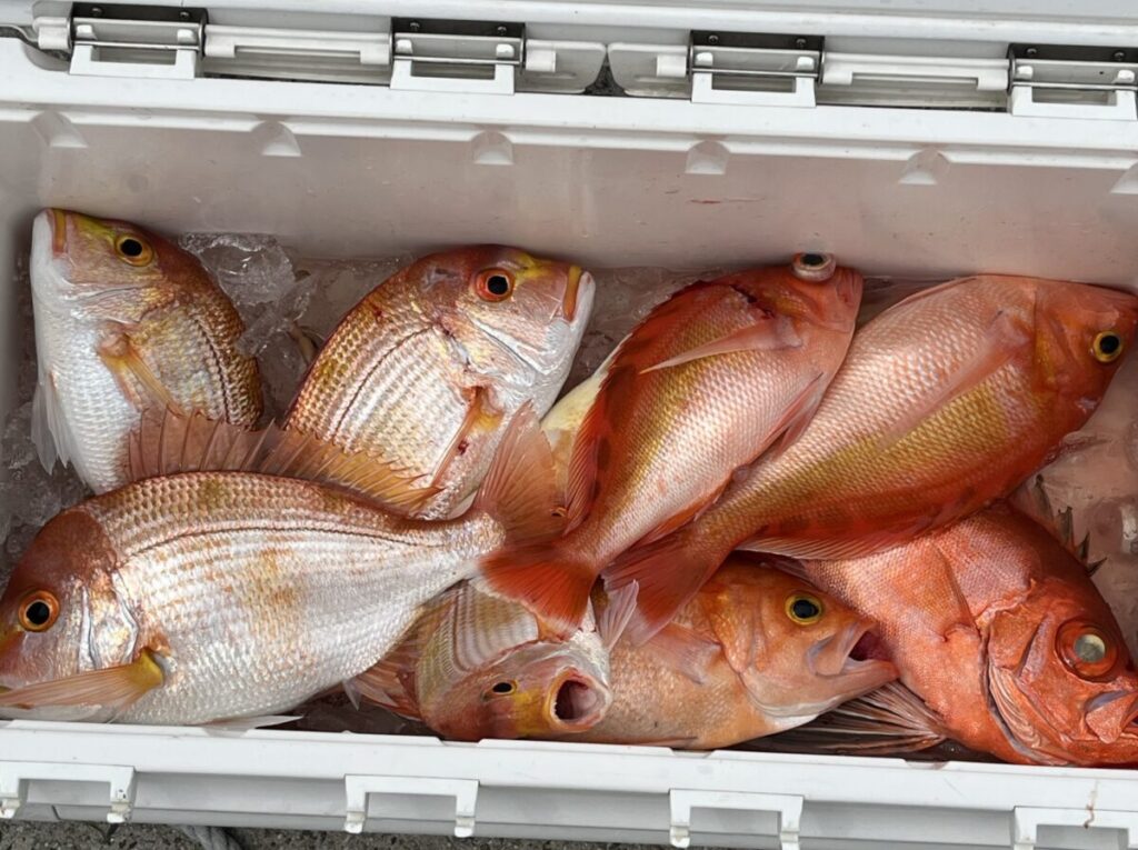 氷の上に横たわった、銀色や赤みがかったオレンジ色など、新鮮な魚が詰まった白いクーラーボックス。