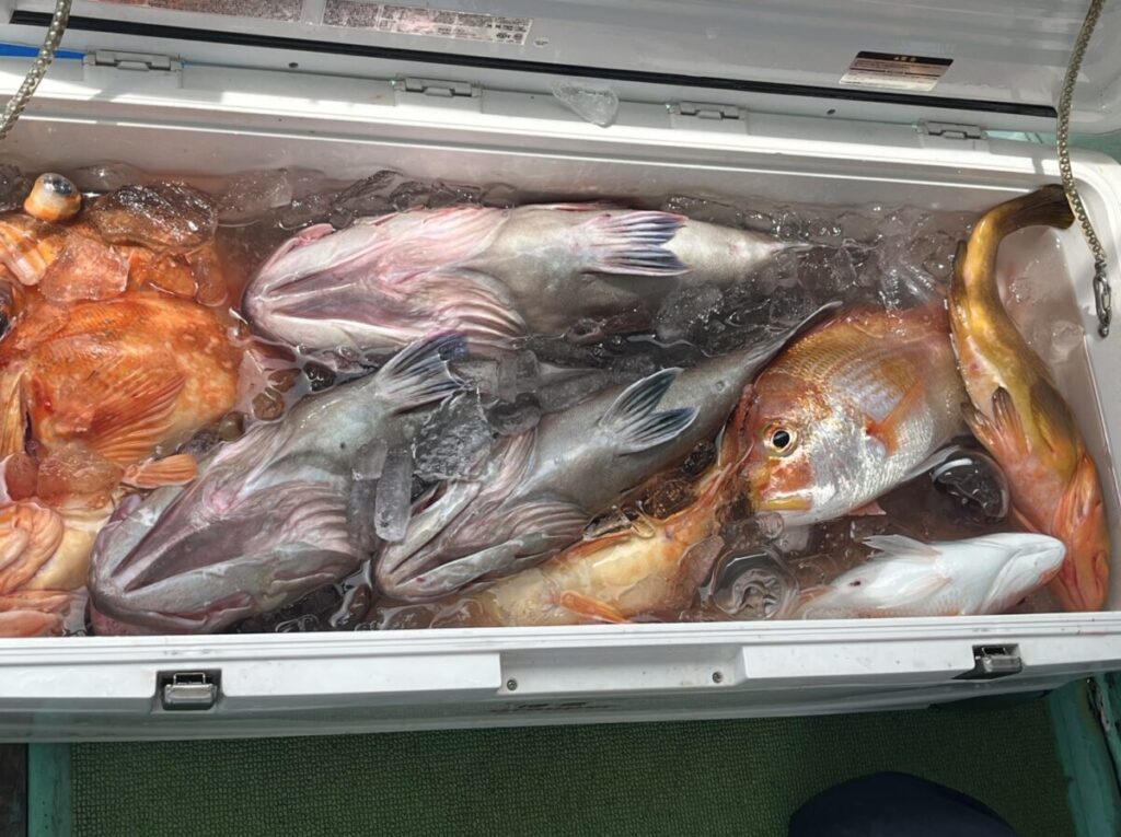 氷の上に、灰色がかった大きな魚、オレンジ色の魚、黄色がかった魚など、さまざまな新鮮な魚がぎっしり詰まったクーラーボックス。