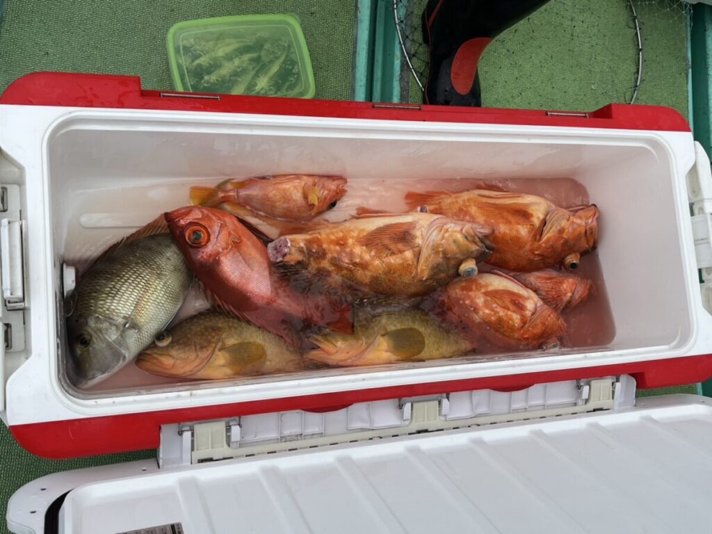 氷の上に置かれた、主に赤みがかった茶色の新鮮な魚が詰まった白いクーラーボックス。クーラーボックスは開いており、背景には緑色のコンテナの一部と船内が見える。