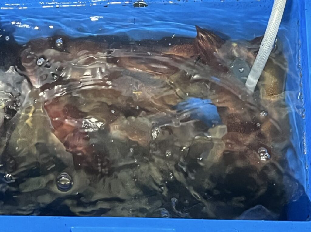 数匹の暗い色の魚が、水を満たした青いプラスチック容器に沈められており、表面に泡ができ、白いチューブまたはパイプが部分的に水に浸かっています。