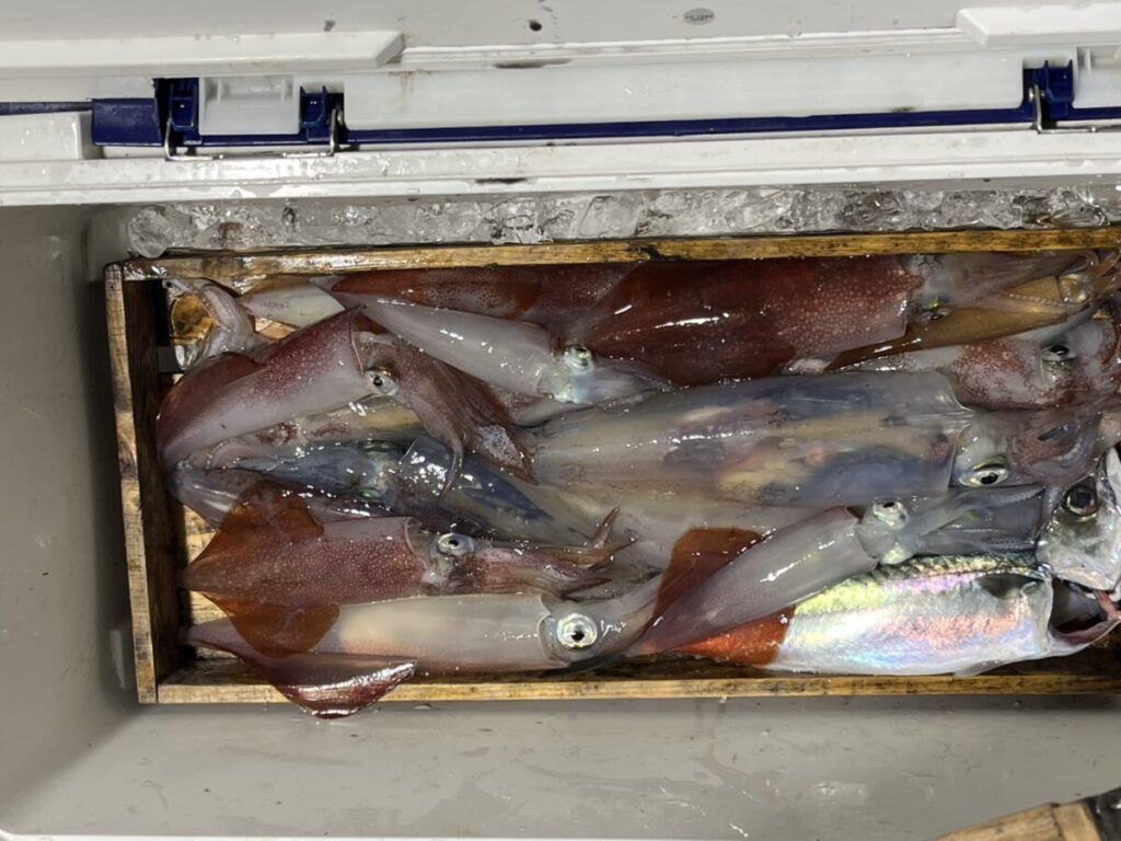 新鮮なイカと魚が詰まったクーラーボックスが氷の上に置かれ、中には木製の仕切りがあります。