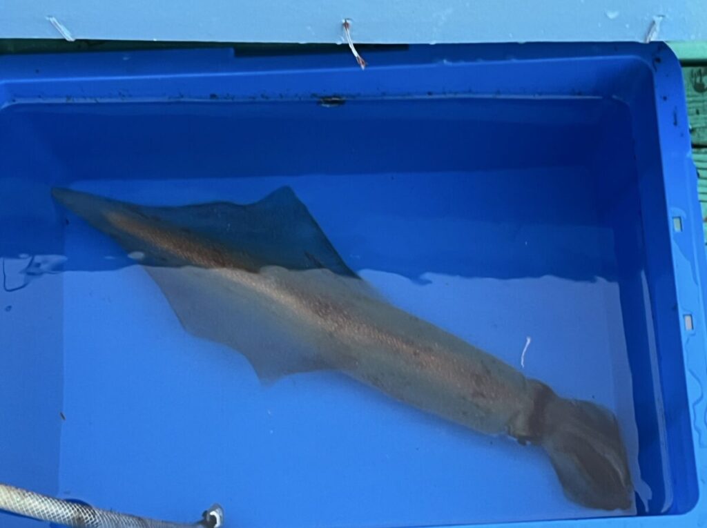 大きなイカが青い水を満たした容器に浮かんでおり、部分的に水に浸かって斜めに配置されており、触手とひれが見えています。
