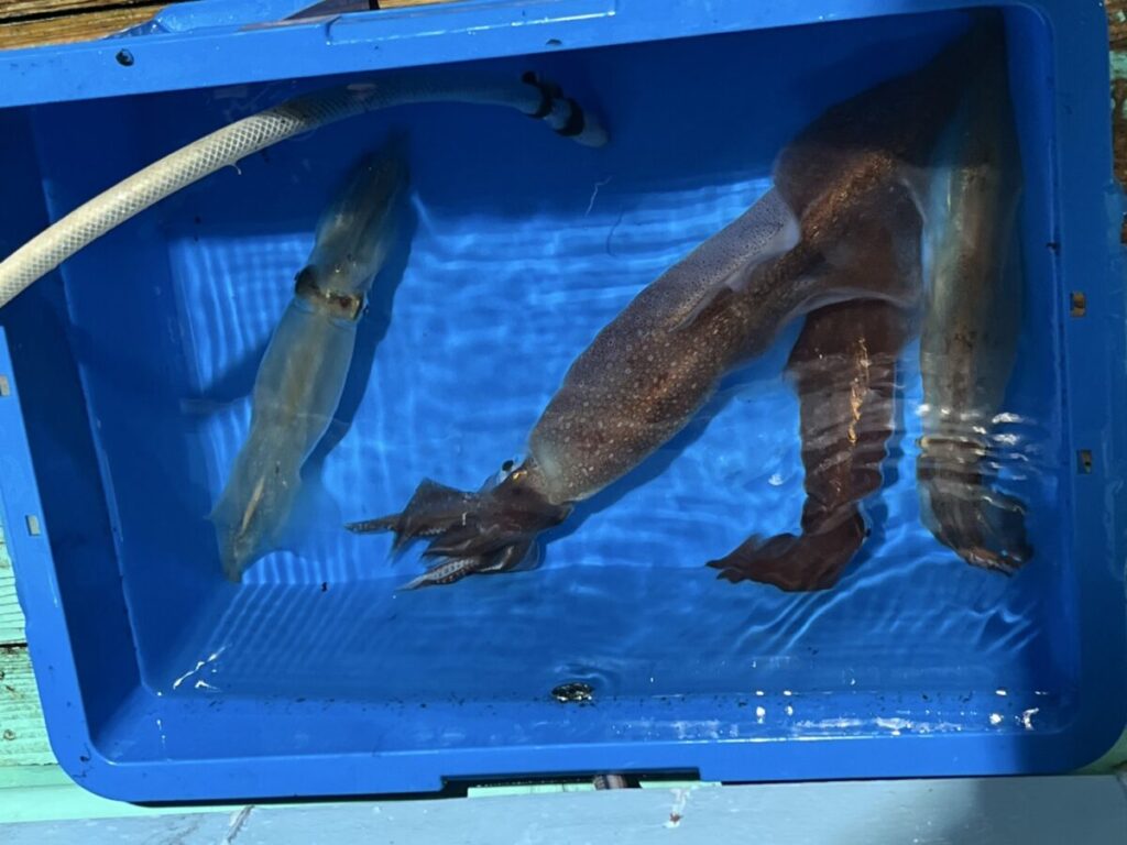 青いプラスチック容器の中に、3匹のイカが水に浸かっています。左上隅に白いホースが接続されており、そこから水が容器に注がれています。イカの大きさは様々で、角度も様々です。