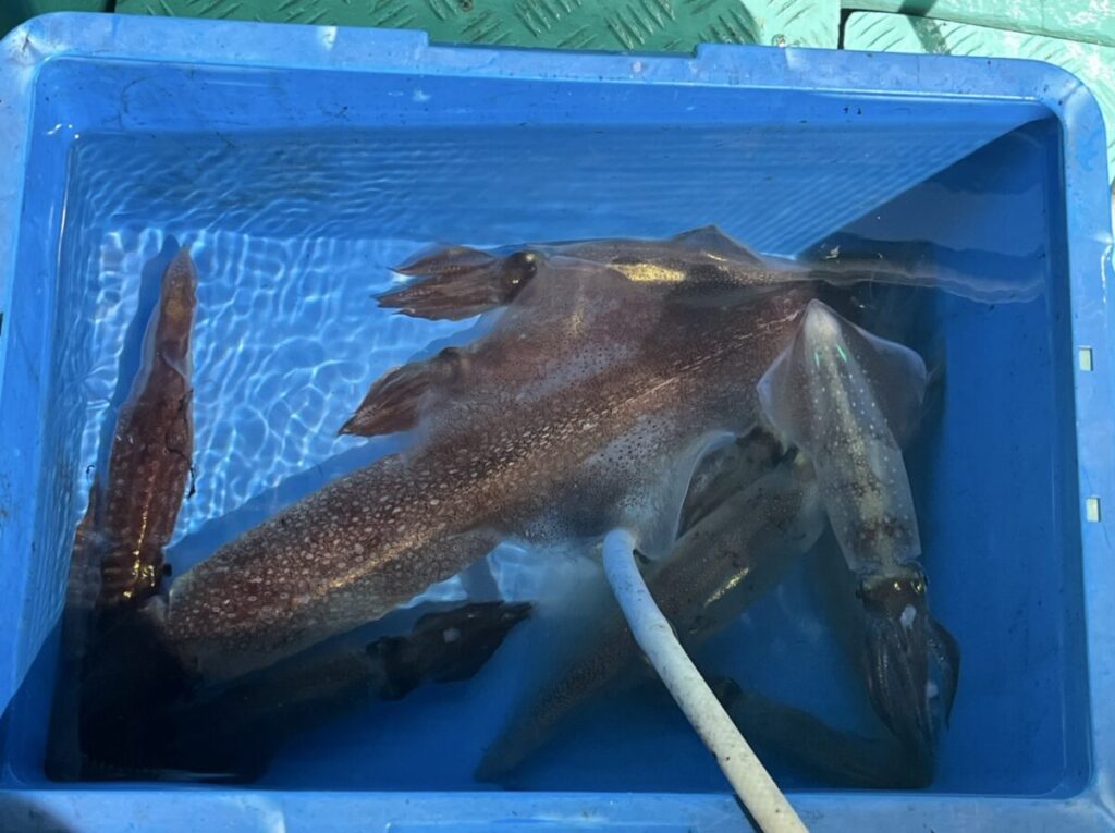 数匹の生きたイカが、水を満たした青いプラスチック容器の中に入れられており、白いホースが容器に沈められています。イカの大きさは様々で、部分的に重なり合っています。