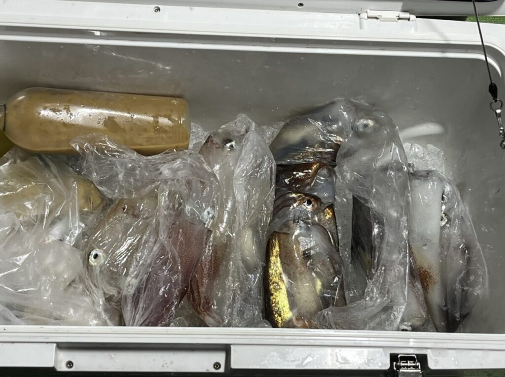 透明なビニール袋に包まれたさまざまな魚やイカが詰まったクーラーボックスと、大きな黄色がかったボトルがすべて氷の上に置かれている。