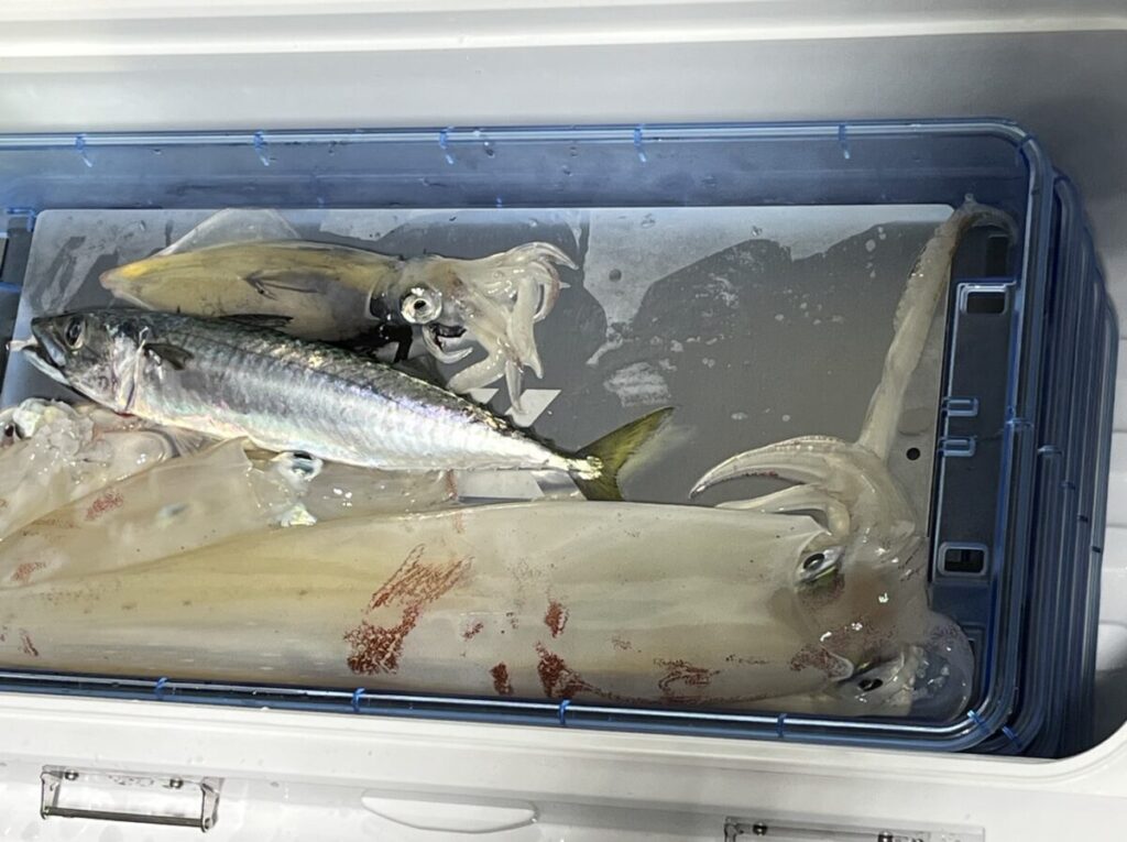 クーラーボックスには、獲れたてのイカと魚が1匹ずつぎっしり詰まっています。氷の上に横たわり、一部は水に浸かっています。イカには触手と目が見え、魚は銀色に輝く体をしています。