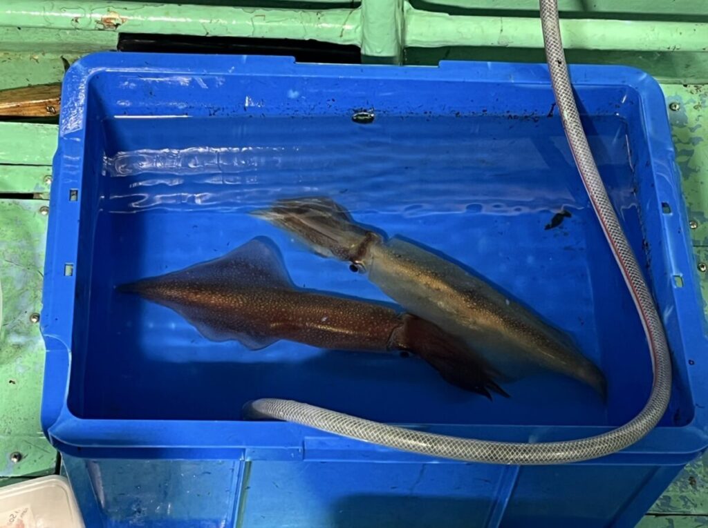 生きたイカ2匹が、水を満たした青いプラスチック容器の中で泳いでいます。容器には透明なホースが垂れ下がっており、酸素や水の循環を促していると考えられます。容器は緑色の表面に置かれています。