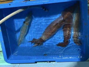 青いプラスチック容器の中に、2匹の大きなイカが水中に沈められています。左上からホースが容器内に入っており、イカは横に広がって部分的に水に浸かっており、触手が見えます。.