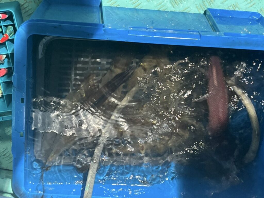 水を満たした青いプラスチック容器。水面下にイカがたくさんが入っており、その横には水中に沈んだチューブやホースがあります。