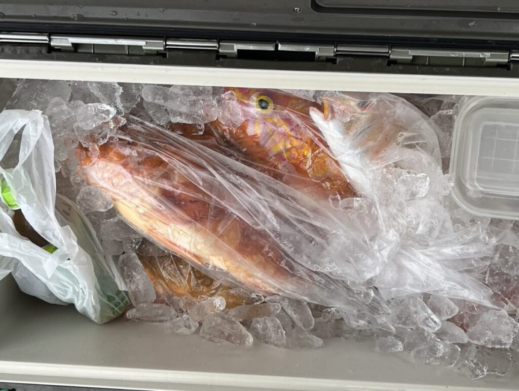 クーラーボックスには、新鮮な魚が透明なビニール袋に詰められ、氷で囲まれています。白いビニール袋とプラスチック容器もクーラーボックスに入っています。.