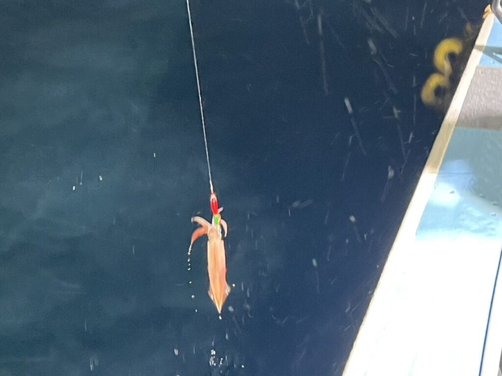小さなイカが釣り糸に掛かり、船の端近くの濃い青色の水から引き上げられています。