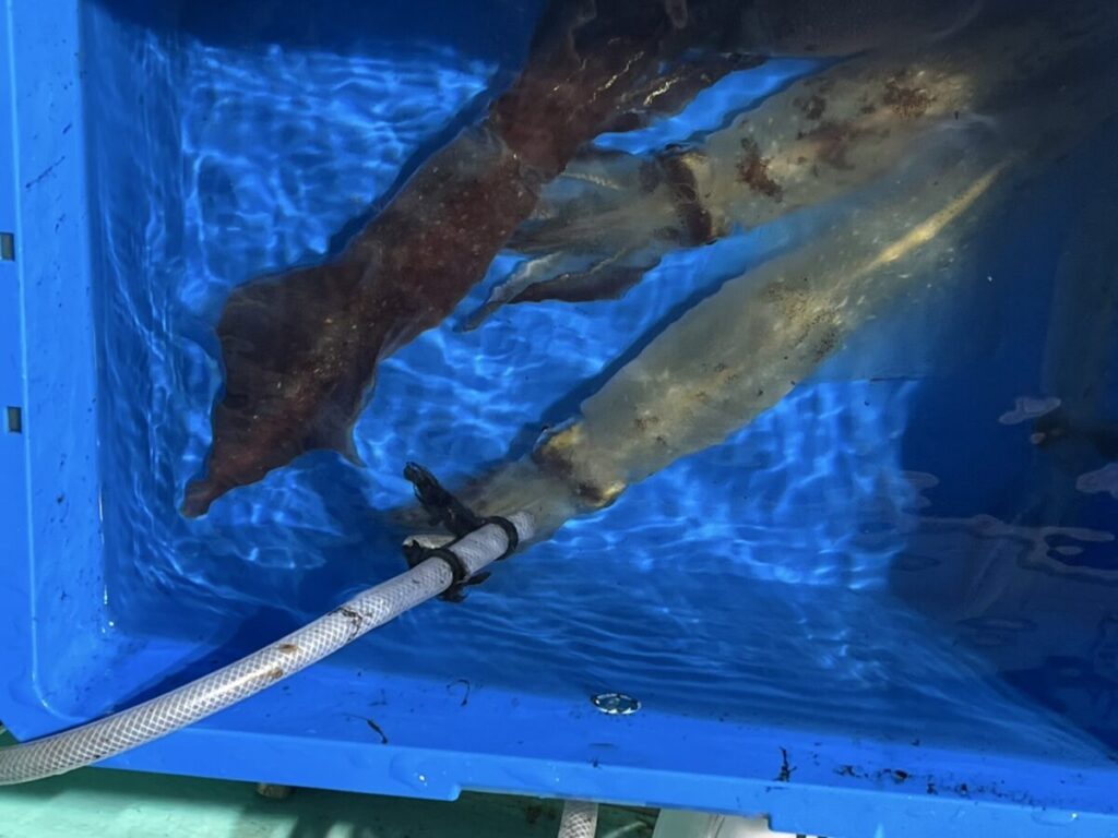 水を張った青い水槽に、細長い体と触手を持つ大きなイカが沈んでいる。イカの横にはホースが見える。.