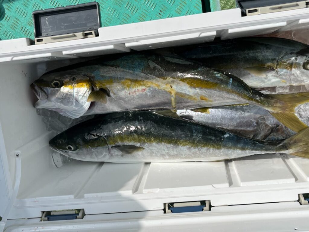 黄色と銀色に輝く2匹の大きな獲れたての魚が、白いクーラーの中で氷の上に横たわっている。クーラーは部分的に開いており、魚は並んで置かれている。