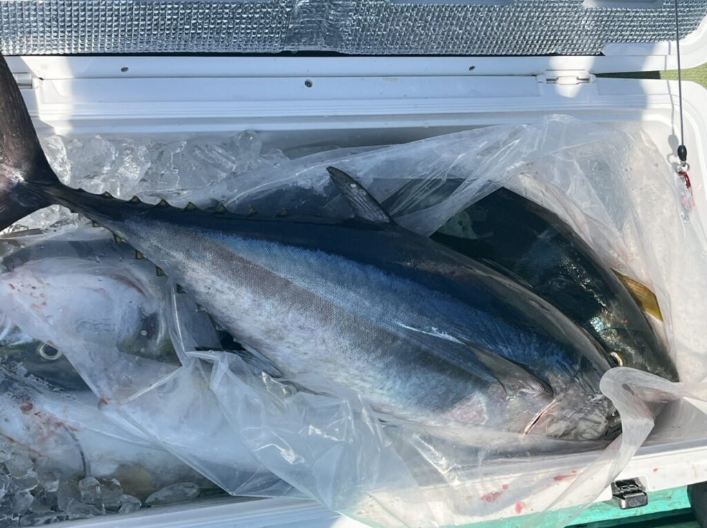 大きな獲れたてのマグロが、白いクーラーの中で氷の上に横たわっている。光沢のあるシルバーブルーの体とヒレが見える。.