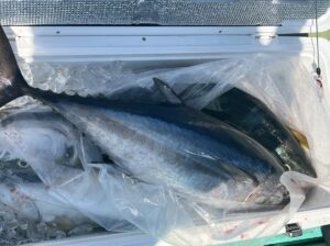 大きな獲れたてのマグロが、白いクーラーの中で氷の上に横たわっている。光沢のあるシルバーブルーの体とヒレが見える。.