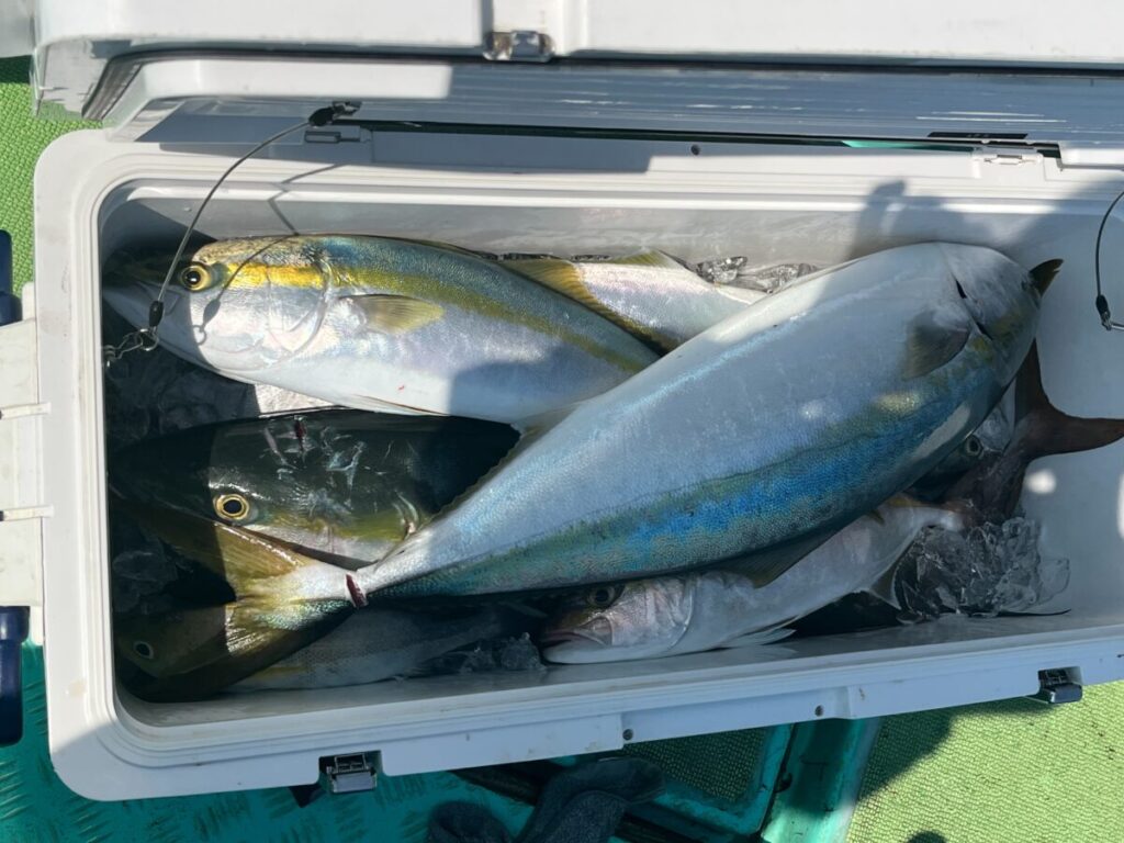 釣ったばかりの大きな魚が何匹も入ったクーラーが氷の上に横たわっている。ブリかそれに近い種類と思われる。