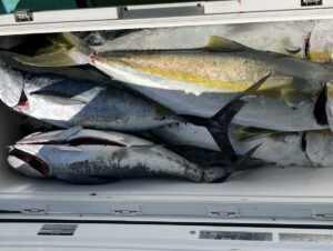 釣ったばかりの大きな魚が氷の上に入ったクーラー。魚は銀色で、少し黄色がかっており、ヒレと尾が見える。クーラーを開けると、魚がぎっしりと詰まっているのが見える。.