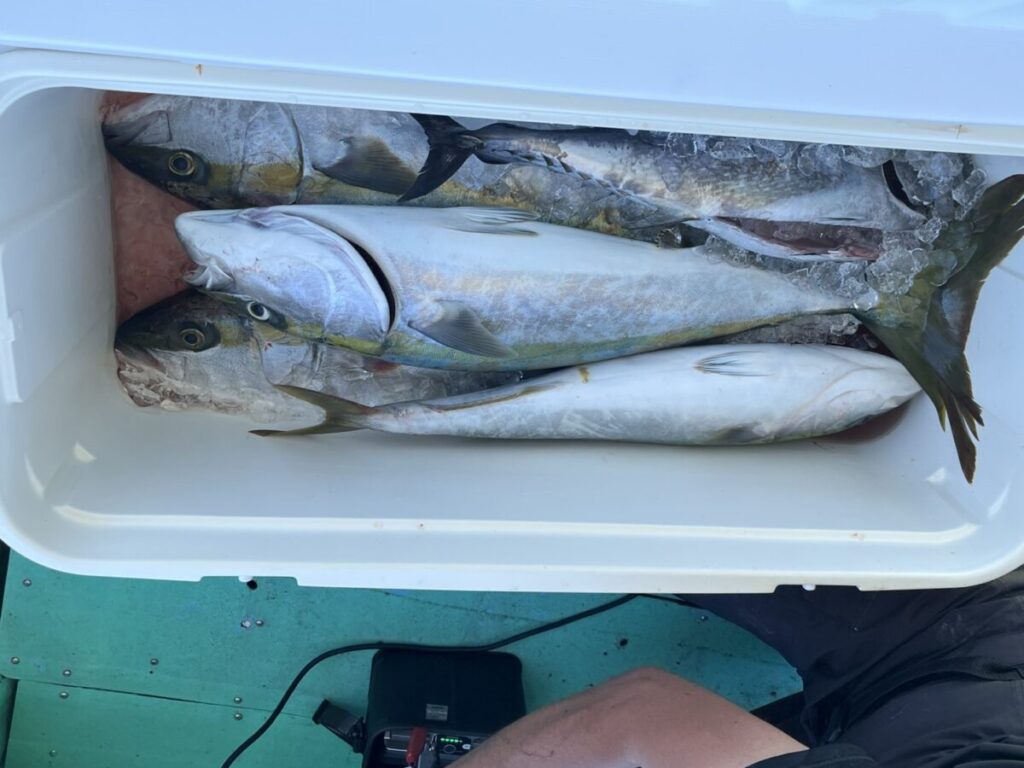 白いクーラーの中の氷の上に3匹の大きな魚が横たわっている。クーラーはティール色の水面に置かれ、右下に人の足の一部が見える。