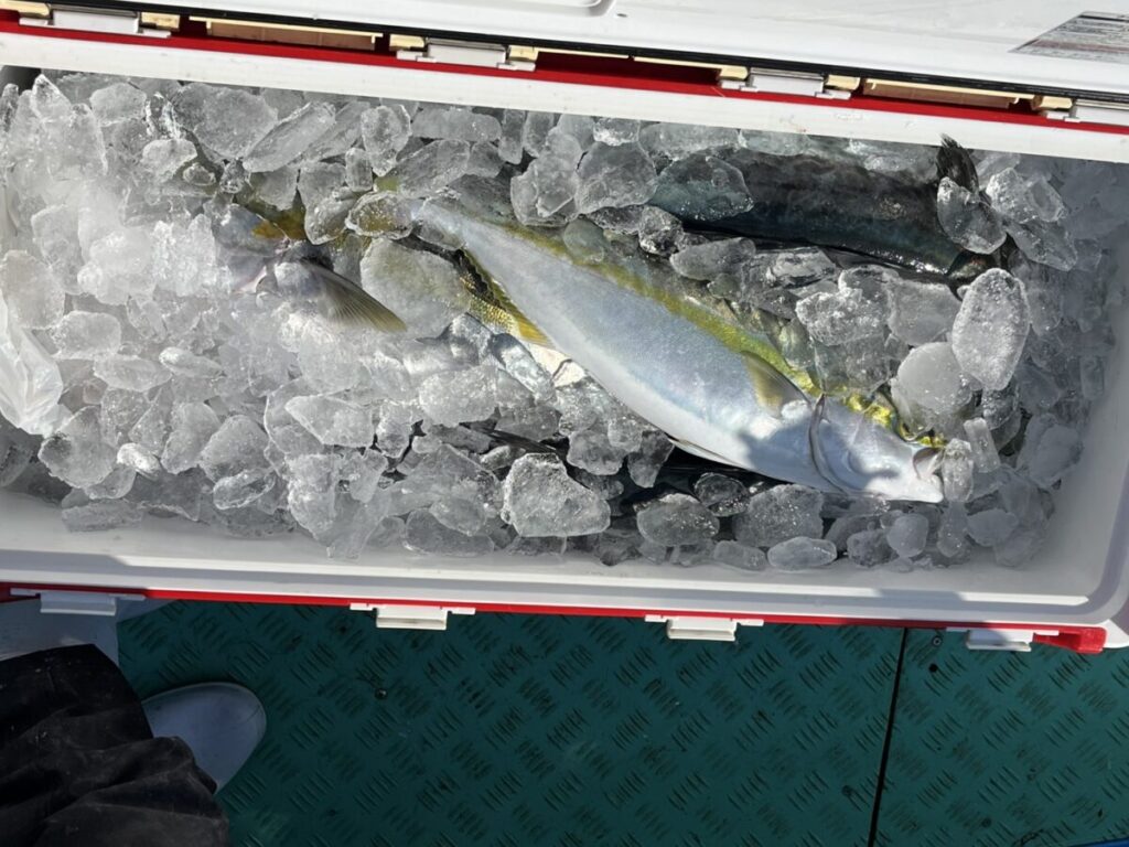 氷の入ったクーラーと、大きな銀色の魚を含む数匹の釣りたての魚。.