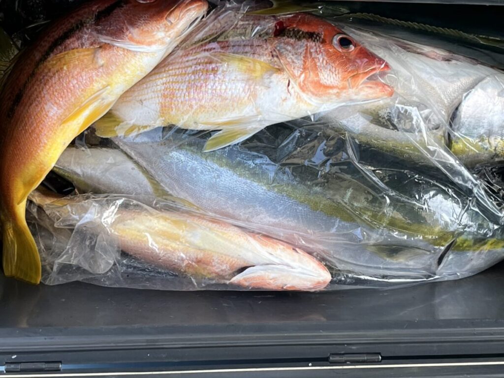 大きさも色もさまざまな獲れたての魚が、クーラーの中に何匹も積み重ねられている。.