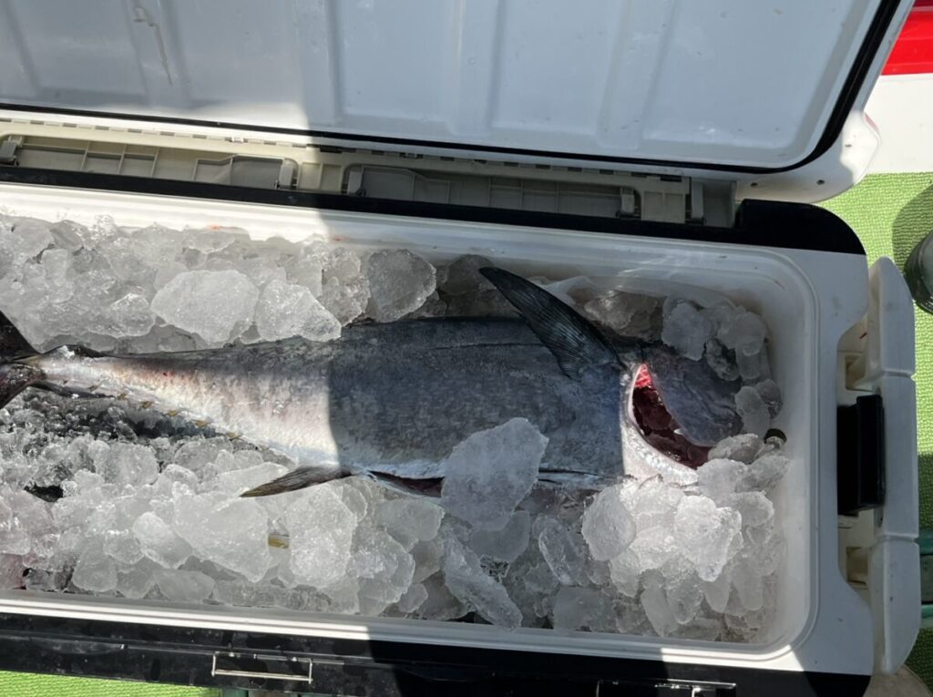 頭を切り落とされた大きな魚が、開け放たれた白いクーラーの中の氷の上に横たわっている。クーラーは緑色の水面に置かれ、魚は獲れたてのように見える。.