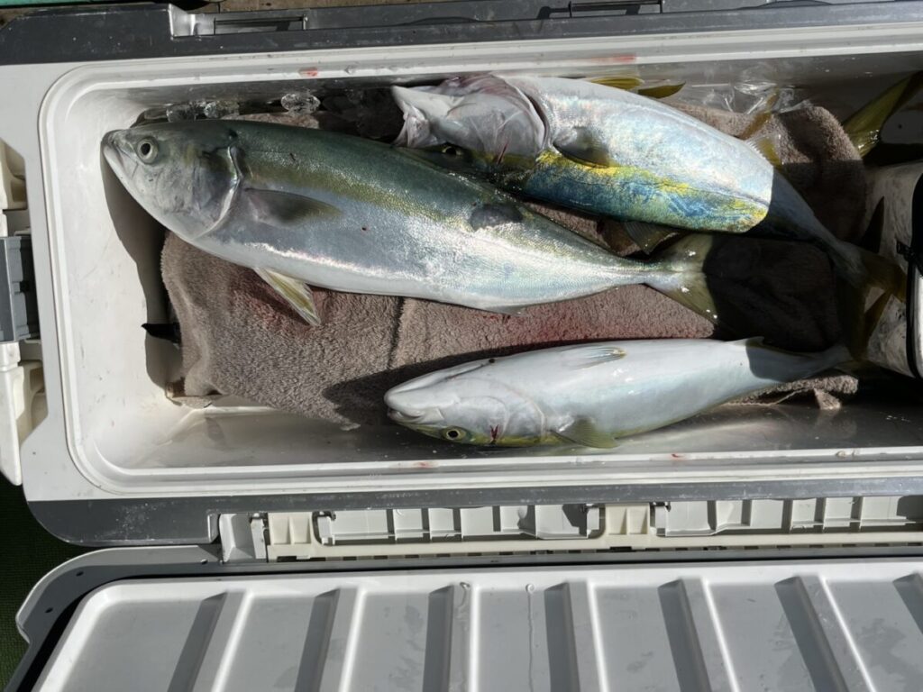 銀青色と緑黄色をした3匹の大きな魚が、開いたクーラーの中のタオルの上に横たわっている。.