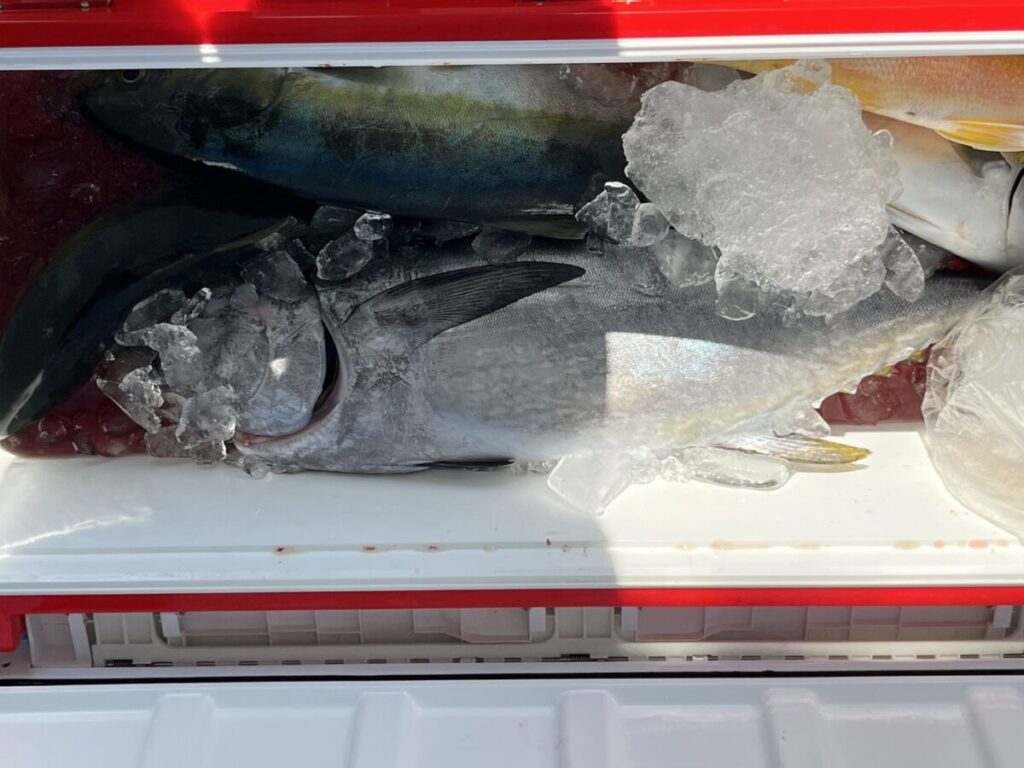 赤と白のクーラーの中に氷で覆われた大きな魚が横たわり、その周りには他の魚や氷が見える。獲れたての魚が冷やされないように保存されている様子がうかがえる。.