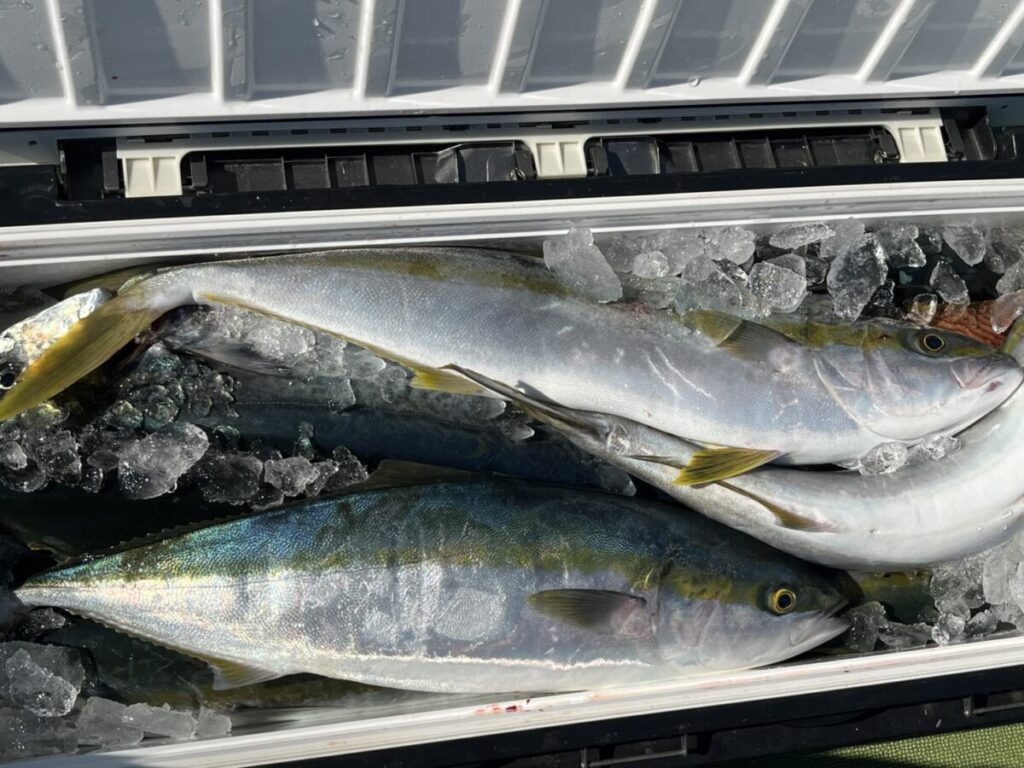 銀色と黄色を帯びた大きな魚が何匹も、オープンクーラー内の氷の上に横たわっている。魚は新鮮そうで、密接に重なり合っている。.