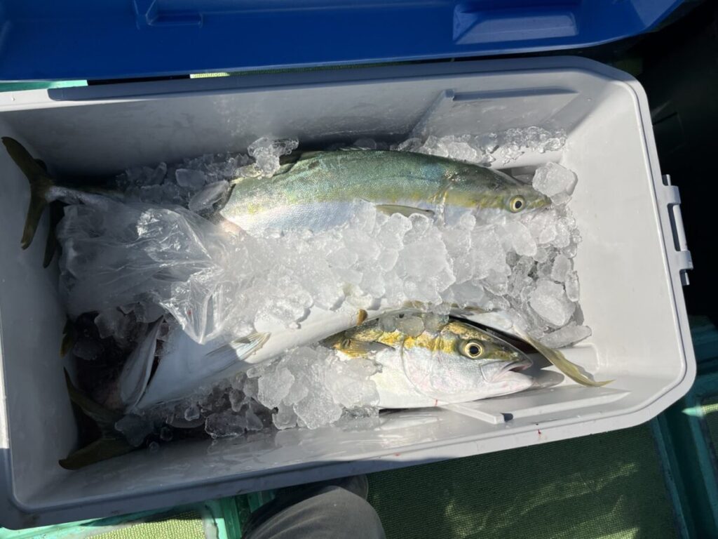 氷の入ったクーラーボックスに、釣ったばかりと思われる大きな魚が何匹も横たわっている。魚は銀色と黄色に光っている。.