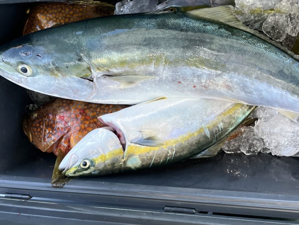 釣ったばかりの大きな魚が2匹、クーラーの氷の上に横たわっている。.