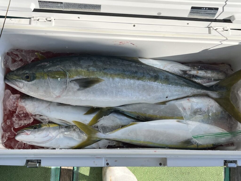 クーラーの中には、氷の上に横たわった獲れたての大きな魚が何匹も入っていて、体や尾には黄色や銀色の色がついている。.