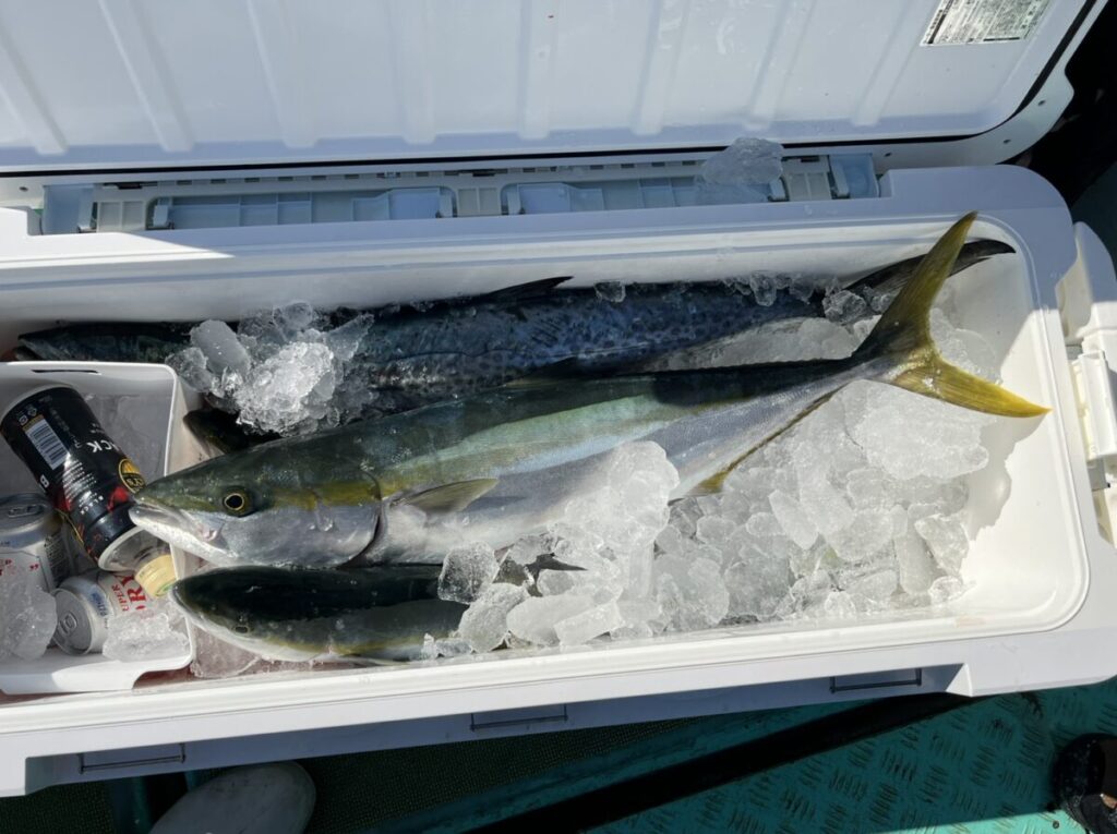 氷で満たされた大きなクーラー、ブリを含む獲れたての魚数匹、缶飲料、瓶。魚は氷の上に陳列され、クーラーは開いている。.