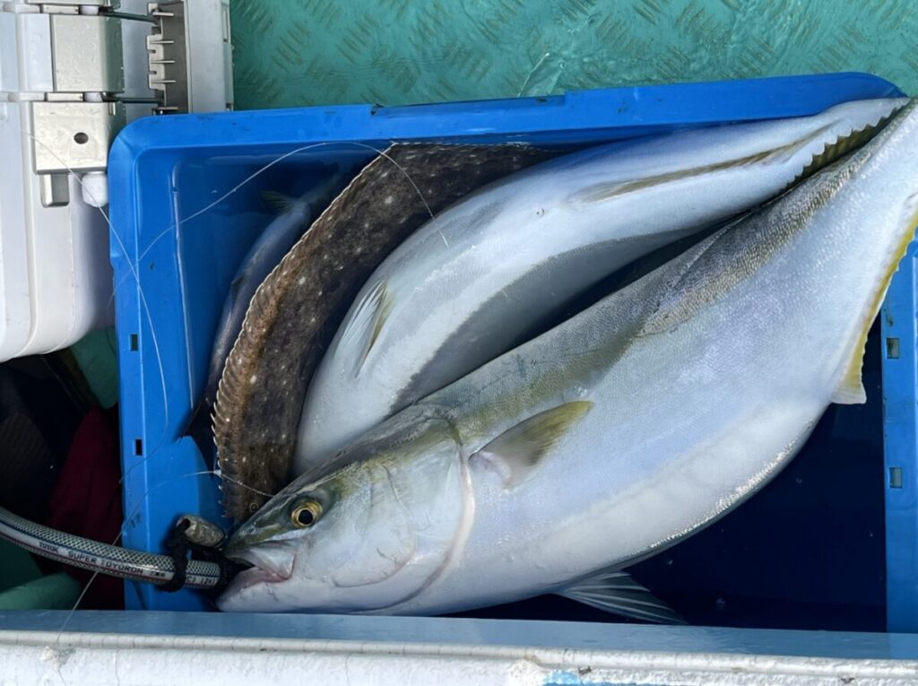 青い容器には、獲れたての大きなブリとヒラメが入れられ、手触りの良い緑色の表面に、白いクーラーの一部が近くに見える。.