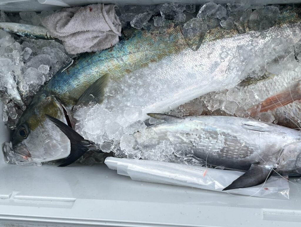 クーラーの中に氷を敷き、その上に釣りたての魚が数匹横たわっている。.