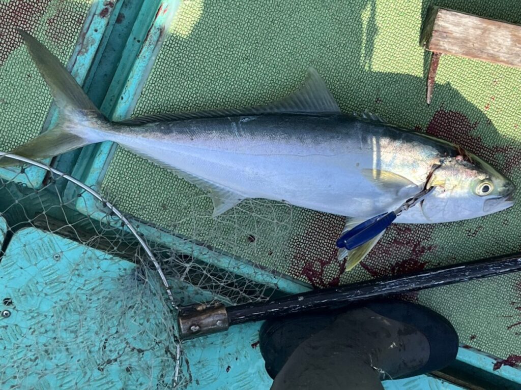 釣り針とルアーをくわえた釣りたての魚が、漁網の横の緑色のマットの上に横たわり、青いボートの水面には人の足がある。.