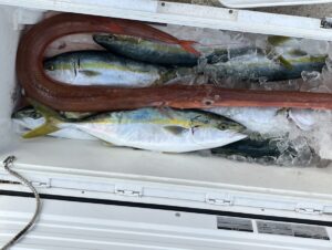 白いクーラーの中の氷の上に、ブリを含む数匹の大きな魚と2匹の長いウナギが横たわっている。.